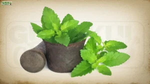 Tulsi Ke Fayde: आयुर्वेद का चमत्कारी पौधा जो हर बीमारी का इलाज है!