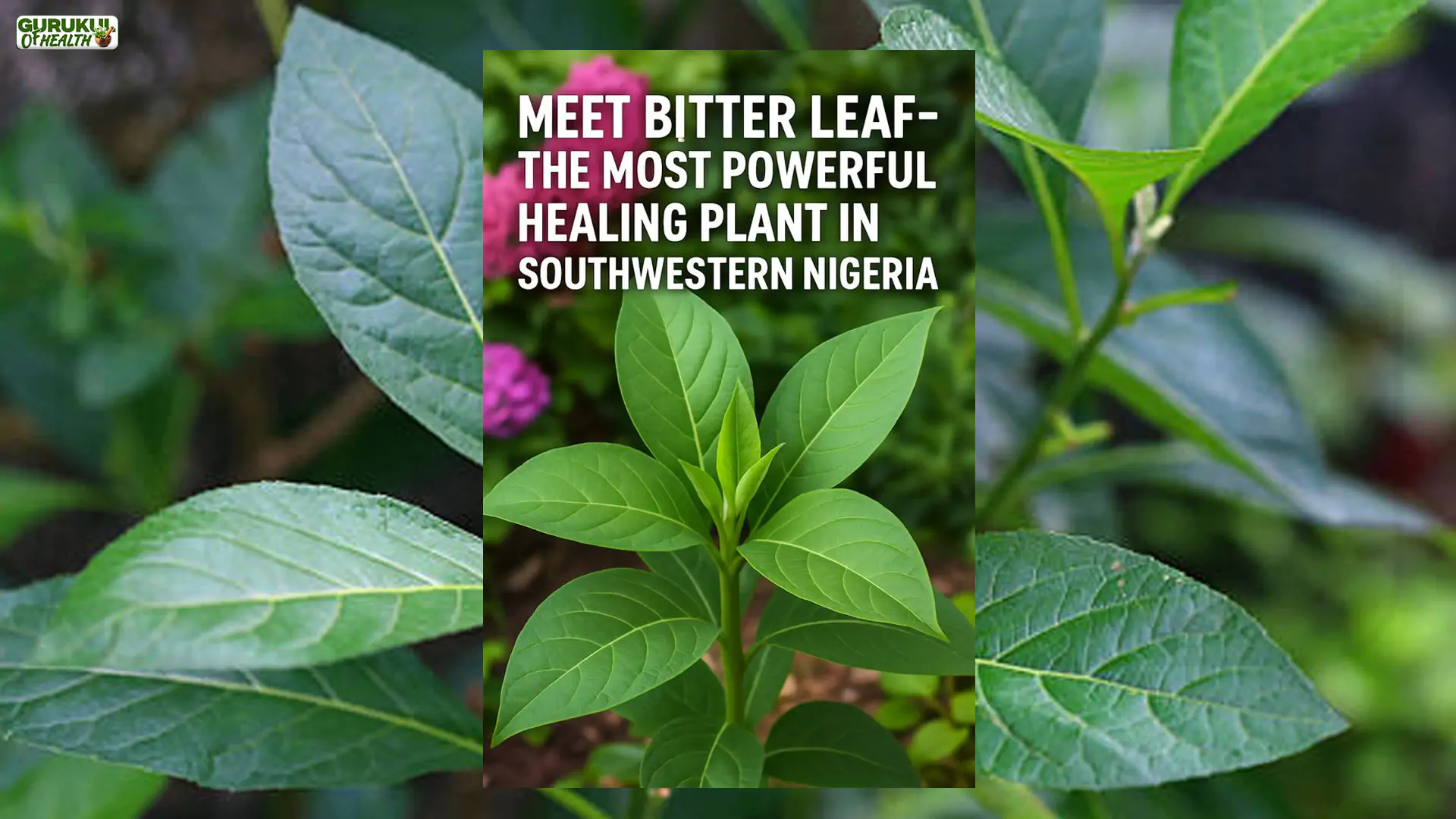Bitter leaf