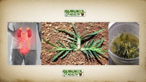 गूज़ ग्रास (Goose Grass): गुर्दों के स्वास्थ्य के लिए एक शक्तिशाली प्राकृतिक उपाय