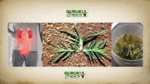 गूज़ ग्रास (Goose Grass): गुर्दों के स्वास्थ्य के लिए एक शक्तिशाली प्राकृतिक उपाय