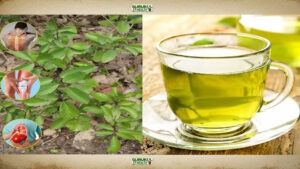 पाथरचट्टा की चाय (Patharchatta Tea): kidney care और इंफ्लामेशन में कारगर औषधि