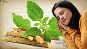 अश्वगंधा की पत्तियों में छिपा है गहरी नींद का राज