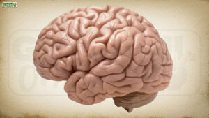 Brain Health: दिमाग स्वस्थ है तो ही शरीर साथ देगा