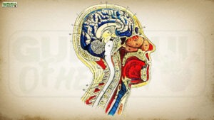 Stress: यह सिर्फ आपके दिमाग की बात नहीं, पूरे शरीर की समस्या है